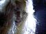 calane02.jpg