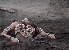xnarc34.gif - 4.3 K