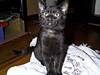 kitten14