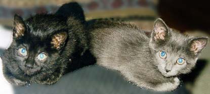 Moxie & Lady Jane Grey